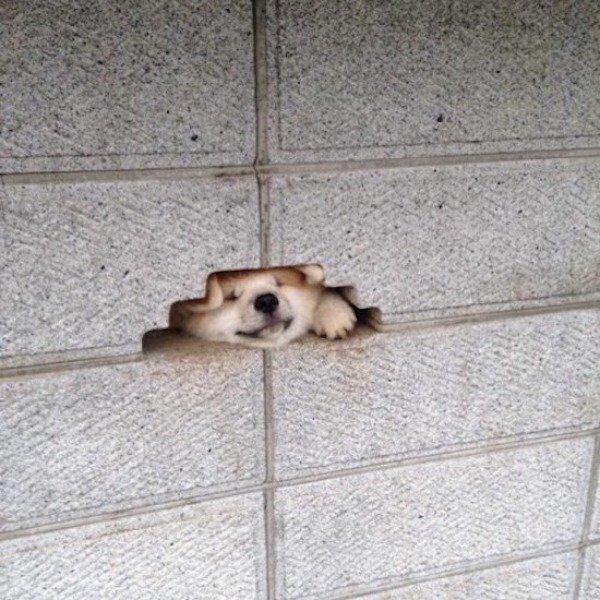 Funny Animals (68 pics)