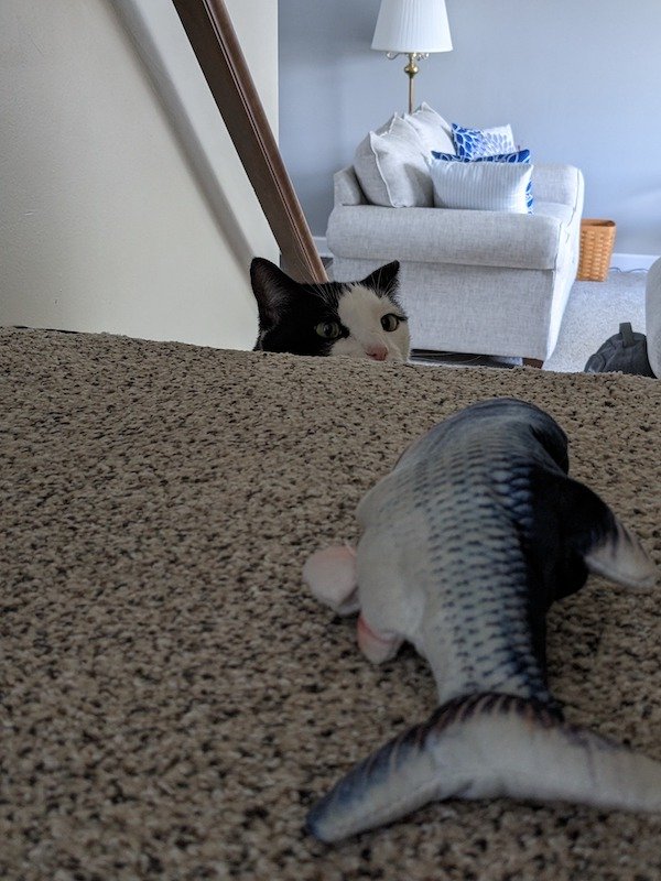 Funny Animals (68 pics)