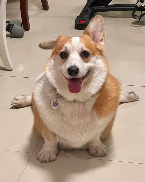 Funny Animals (68 pics)
