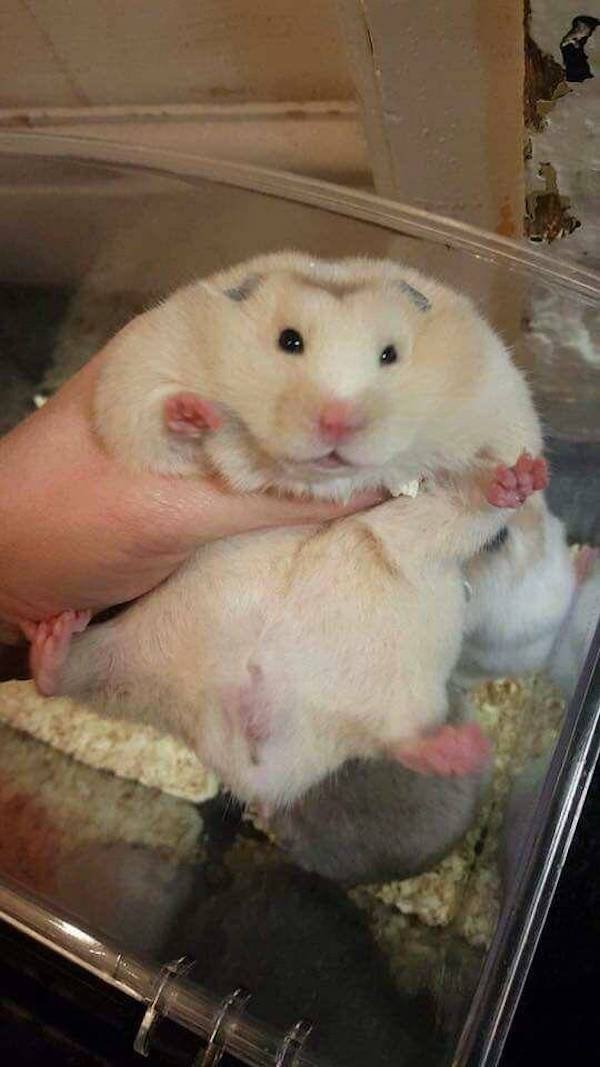 Funny Animals (68 pics)
