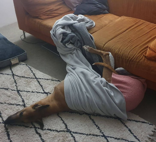 Funny Animals (68 pics)