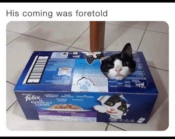 Funny Animals (68 pics)