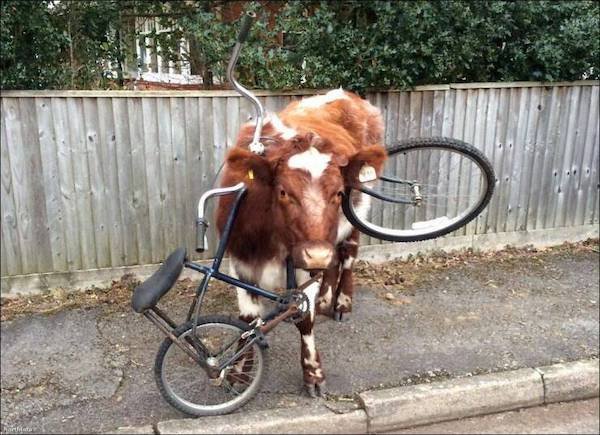 Funny Animals (68 pics)