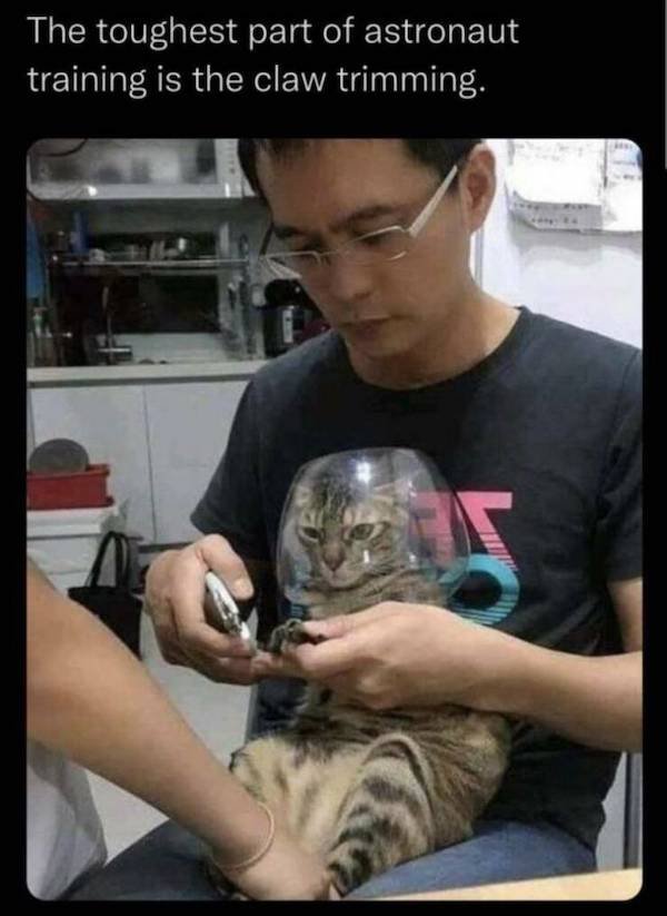 Funny Animals (68 pics)