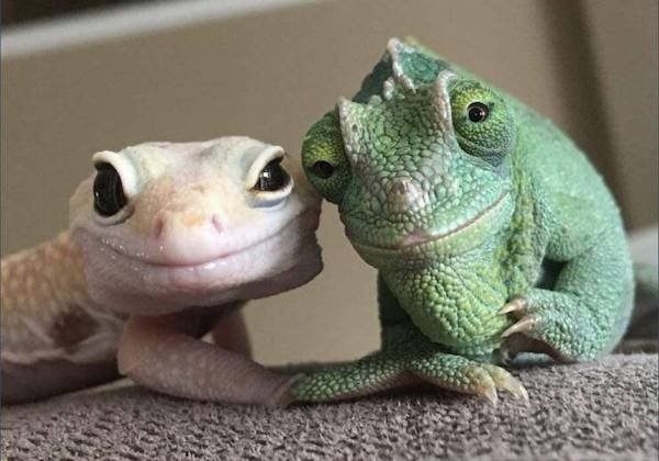 Funny Animals (68 pics)