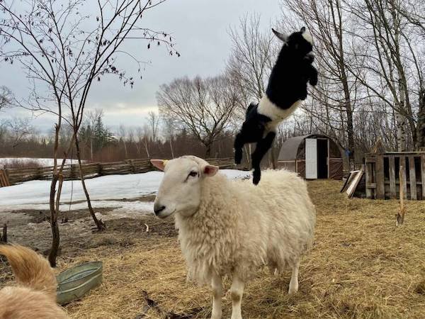 Funny Animals (68 pics)