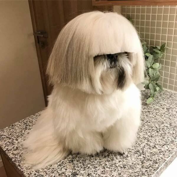 Funny Animals (68 pics)
