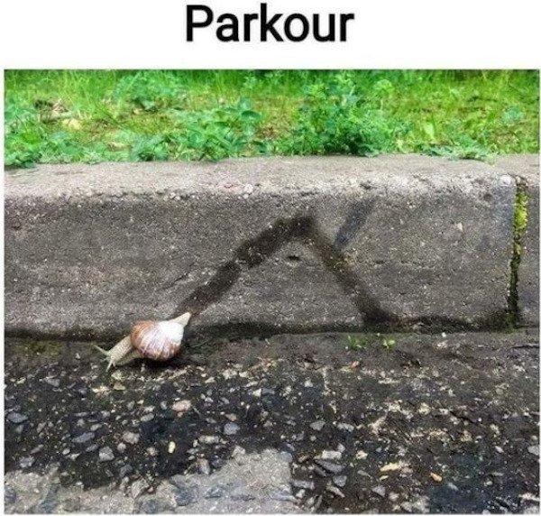 Funny Animals (68 pics)