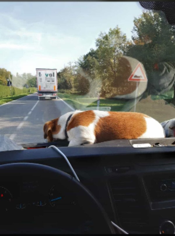 Funny Animals (68 pics)