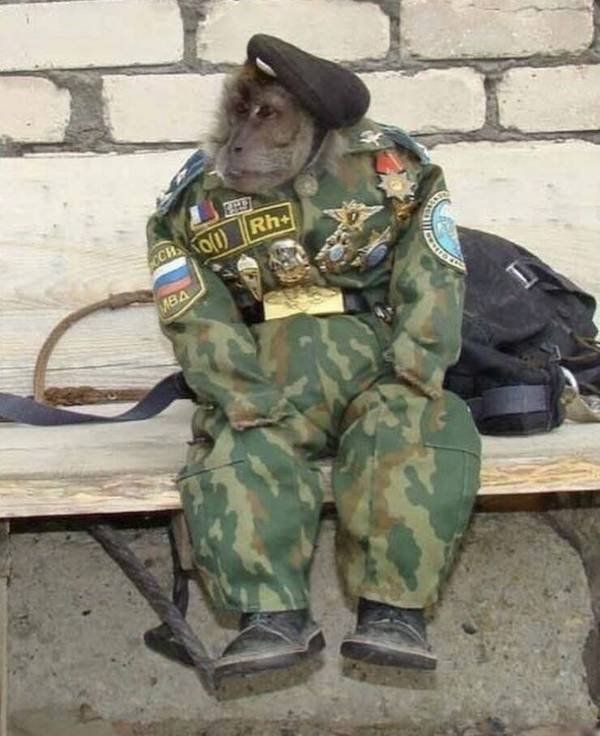 Funny Animals (68 pics)