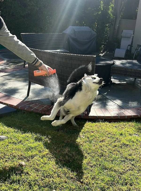 Funny Animals (68 pics)