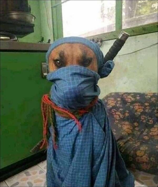 Funny Animals (68 pics)