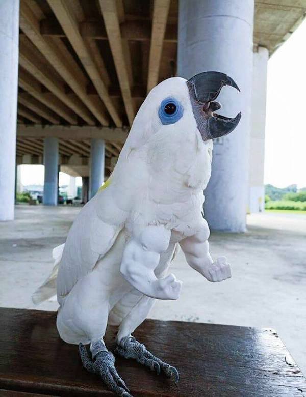 Funny Animals (68 pics)