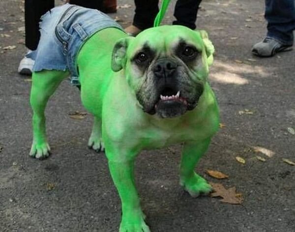 Funny Animals (68 pics)