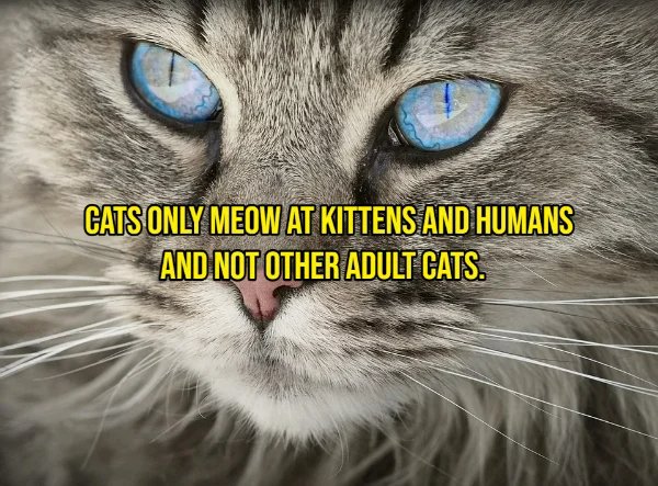 Interesting Facts (21 pics)