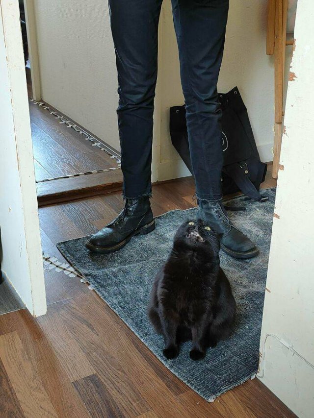 Brazen And Strange Cats (37 pics)
