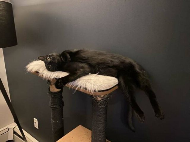 Brazen And Strange Cats (37 pics) Brazen And Strange Cats (37 pics)