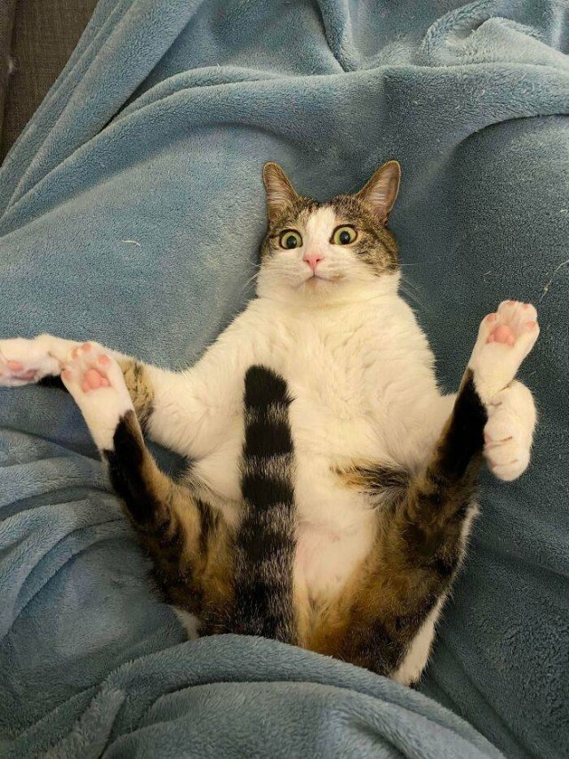 Brazen And Strange Cats (37 pics) Brazen And Strange Cats (37 pics)