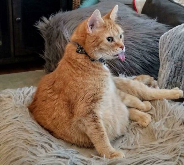 Brazen And Strange Cats (37 pics)