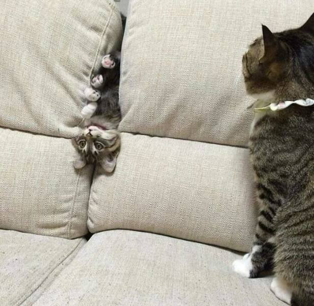 Brazen And Strange Cats (37 pics) Brazen And Strange Cats (37 pics)
