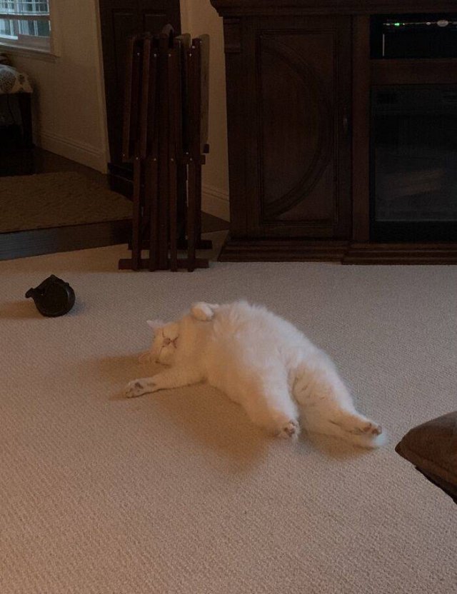 Brazen And Strange Cats (37 pics) Brazen And Strange Cats (37 pics)