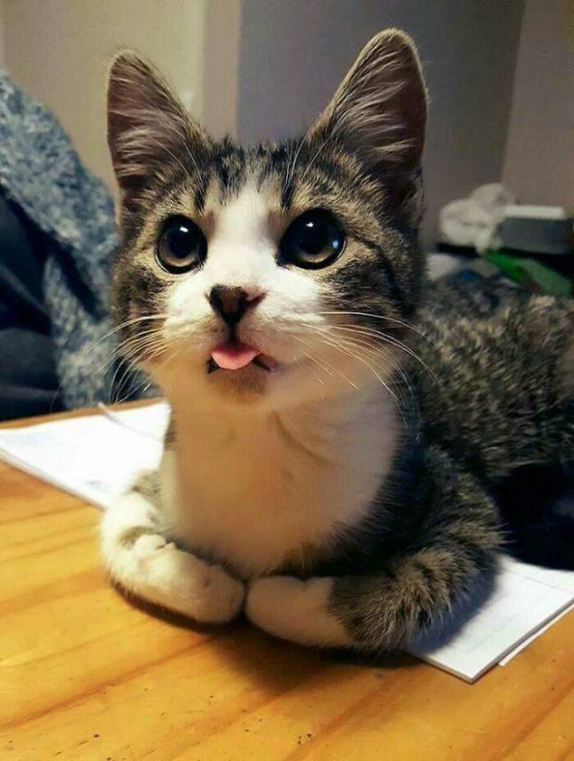 Brazen And Strange Cats (37 pics)