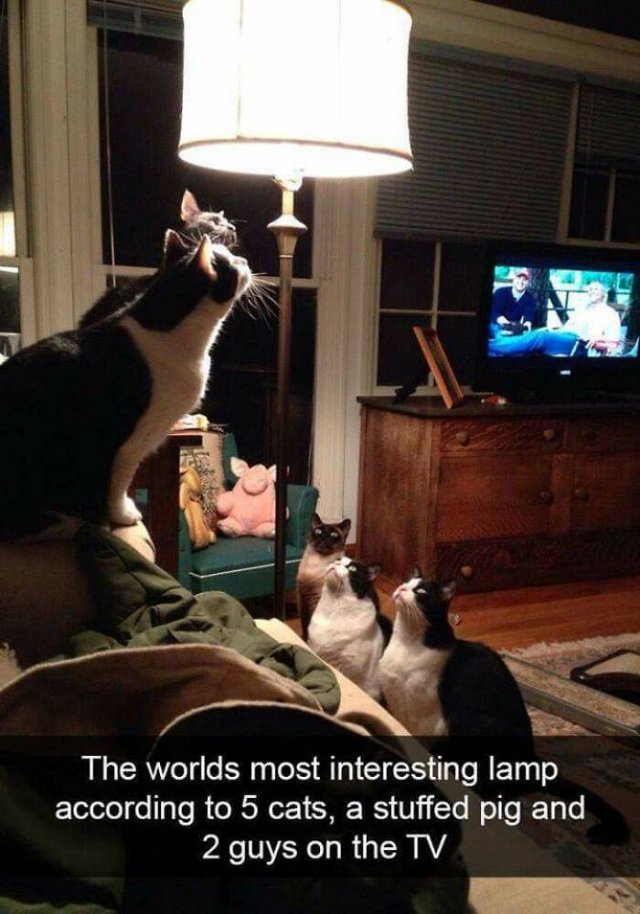 Brazen And Strange Cats (37 pics)