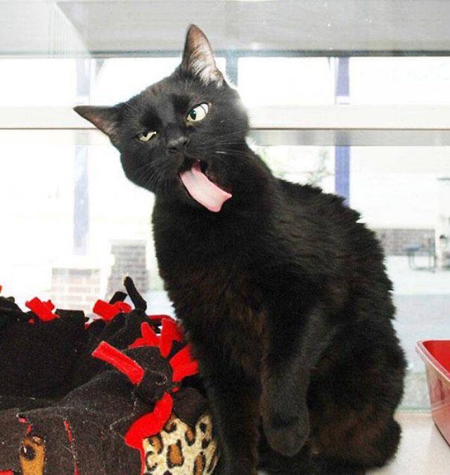 Brazen And Strange Cats (37 pics)