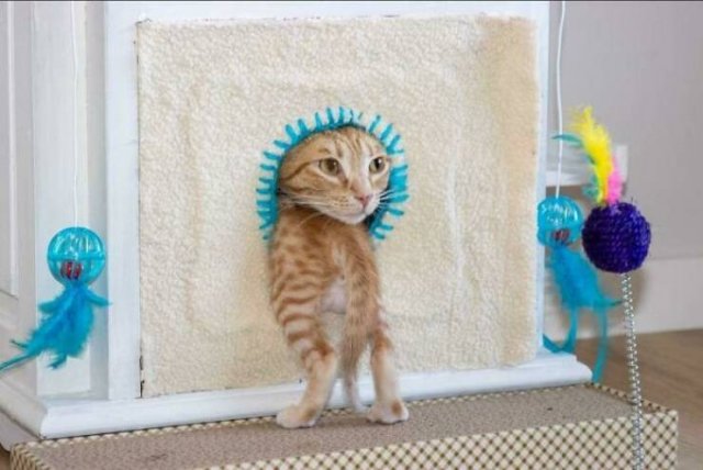 Brazen And Strange Cats (37 pics)