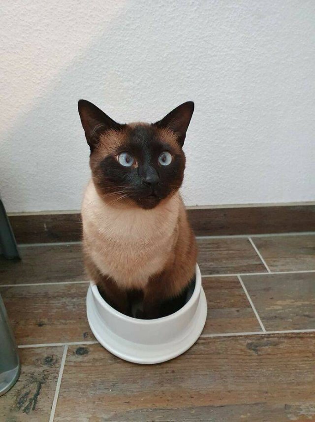 Brazen And Strange Cats (37 pics) Brazen And Strange Cats (37 pics)