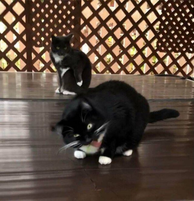 Brazen And Strange Cats (37 pics)