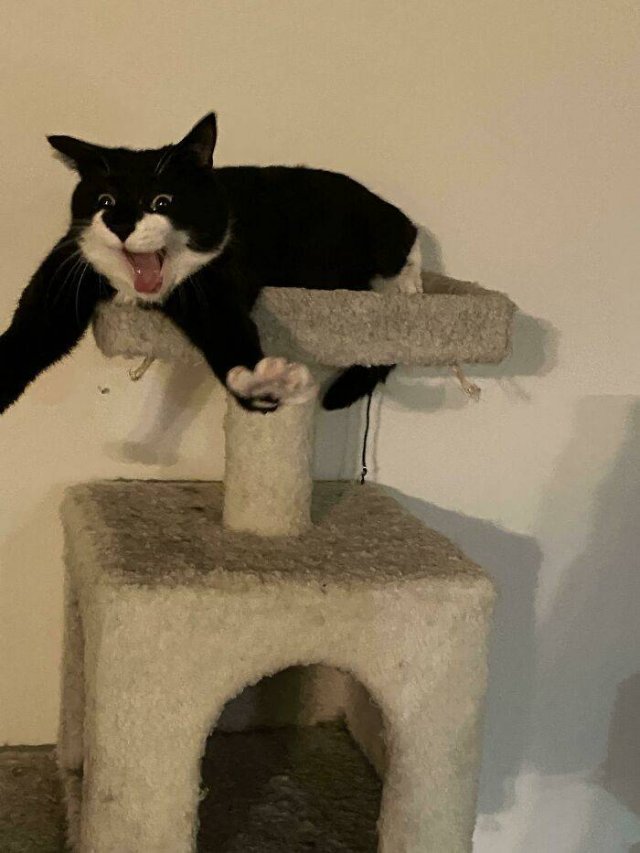 Brazen And Strange Cats (37 pics)