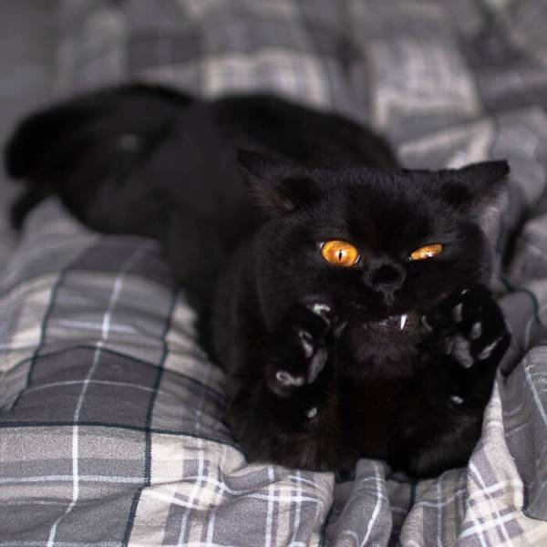 Brazen And Strange Cats (37 pics) Brazen And Strange Cats (37 pics)