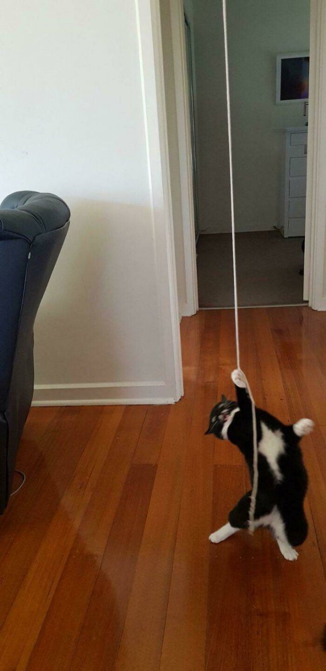Brazen And Strange Cats (37 pics)