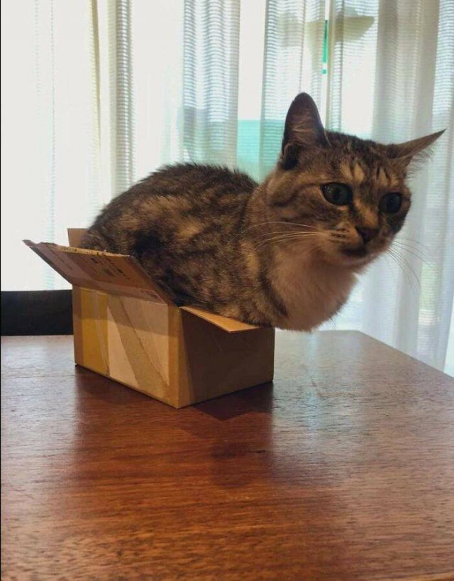 Brazen And Strange Cats (37 pics) Brazen And Strange Cats (37 pics)