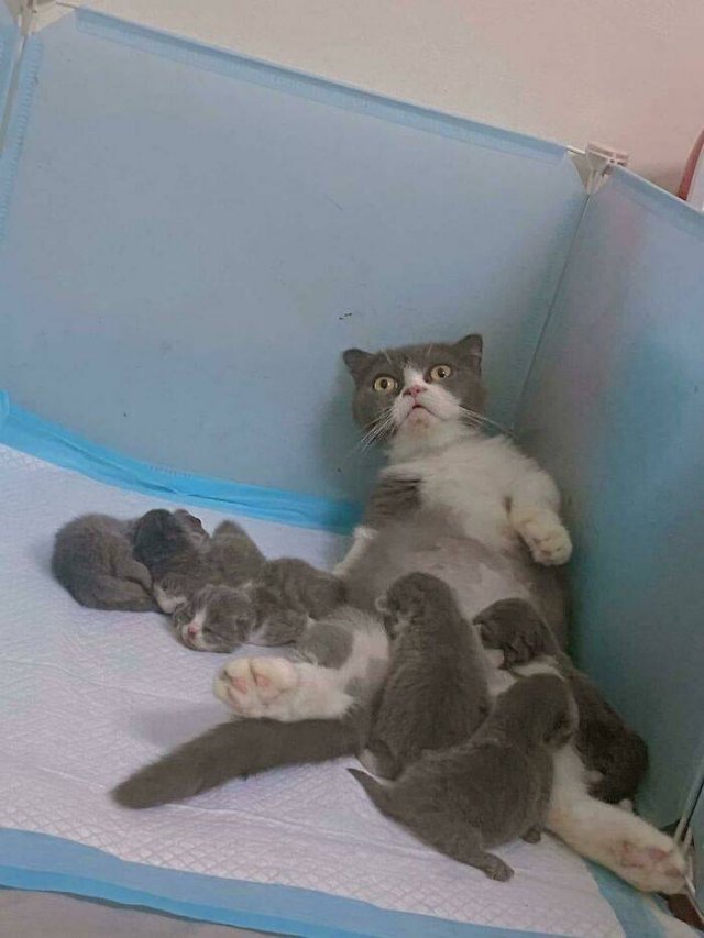 Brazen And Strange Cats (37 pics) Brazen And Strange Cats (37 pics)