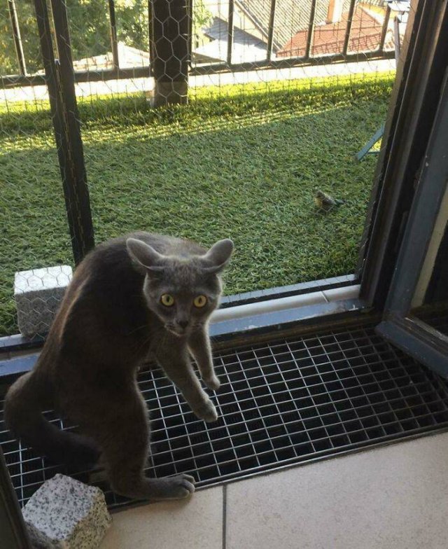 Brazen And Strange Cats (37 pics)