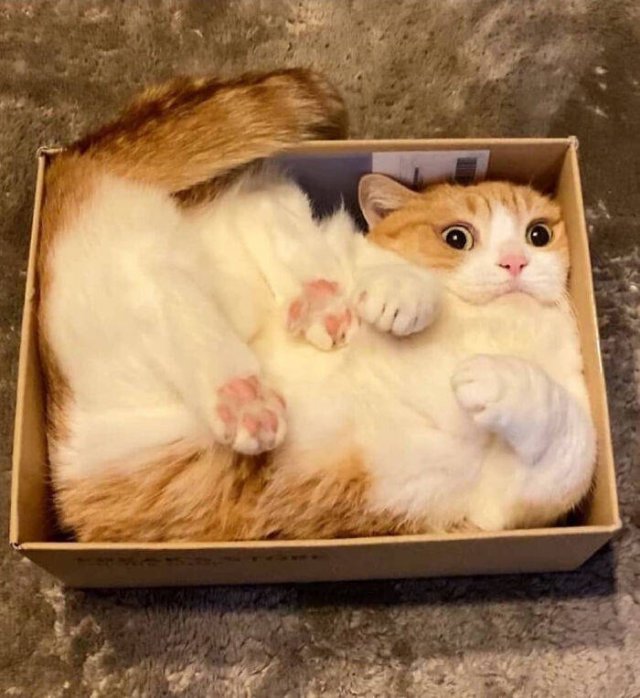 Brazen And Strange Cats (37 pics) Brazen And Strange Cats (37 pics)