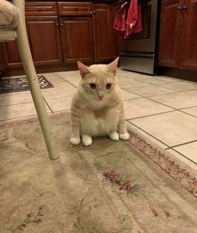 Brazen And Strange Cats (37 pics)