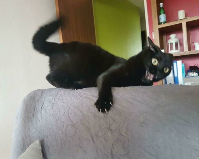 Brazen And Strange Cats (37 pics)