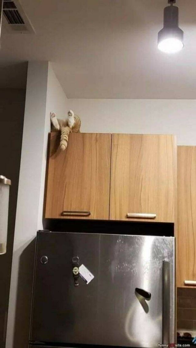 Brazen And Strange Cats (37 pics)
