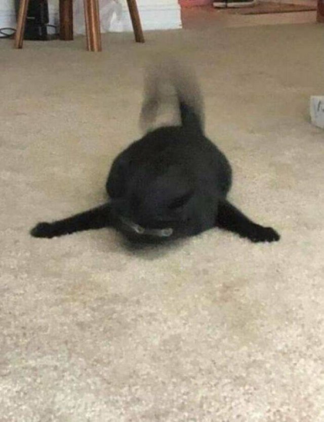 Brazen And Strange Cats (37 pics)