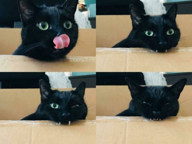Brazen And Strange Cats (37 pics)