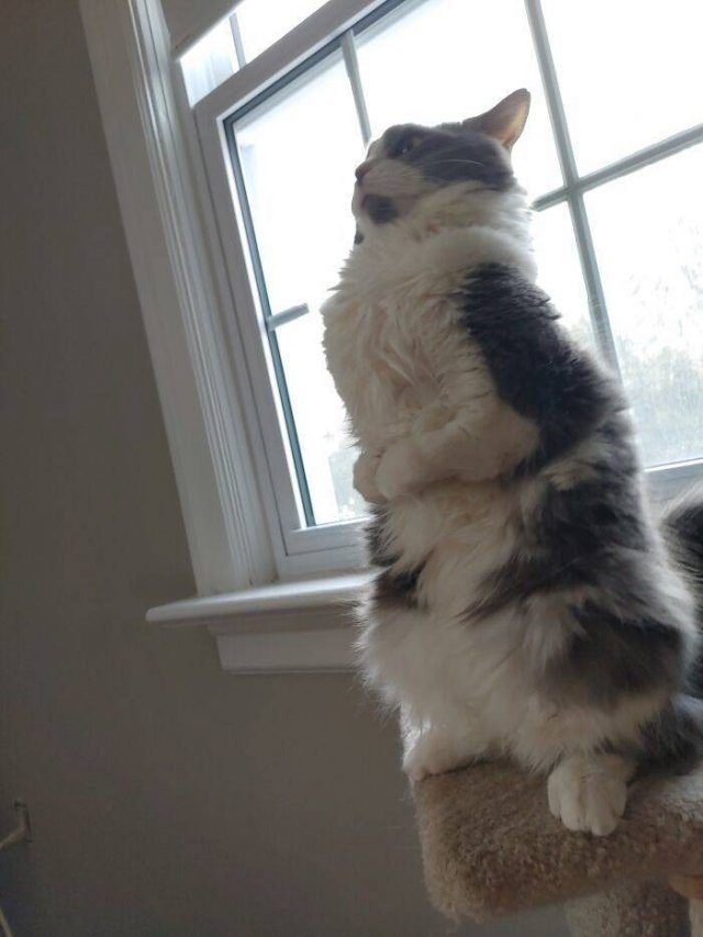 Brazen And Strange Cats (37 pics)
