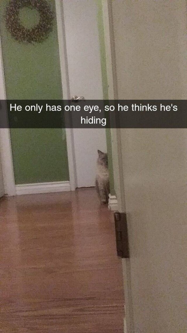 Brazen And Strange Cats (37 pics) Brazen And Strange Cats (37 pics)