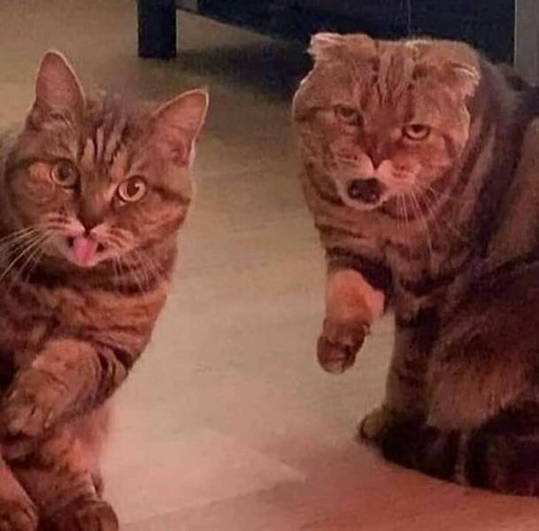 Brazen And Strange Cats (37 pics)
