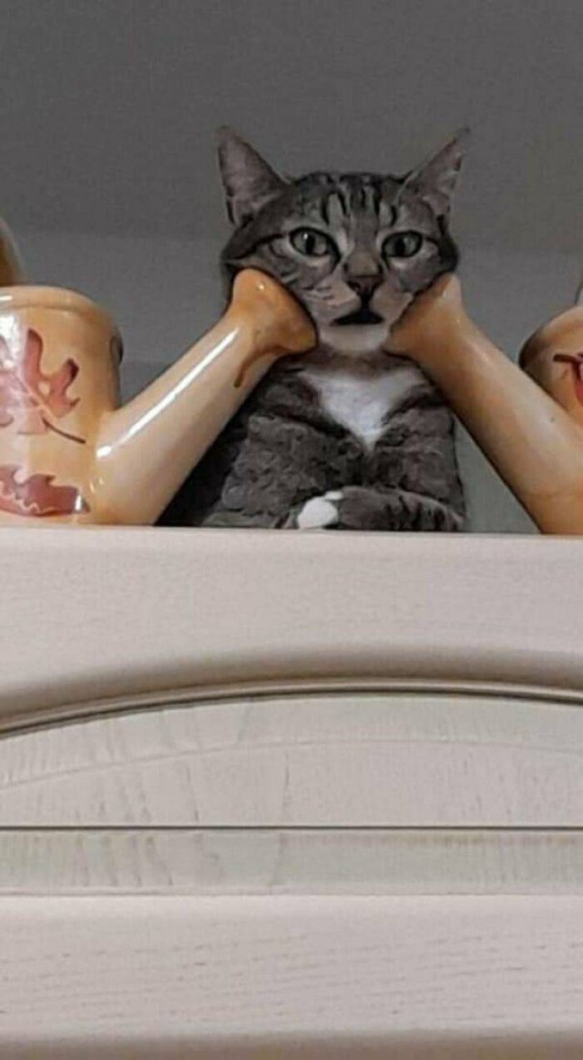 Brazen And Strange Cats (37 pics)