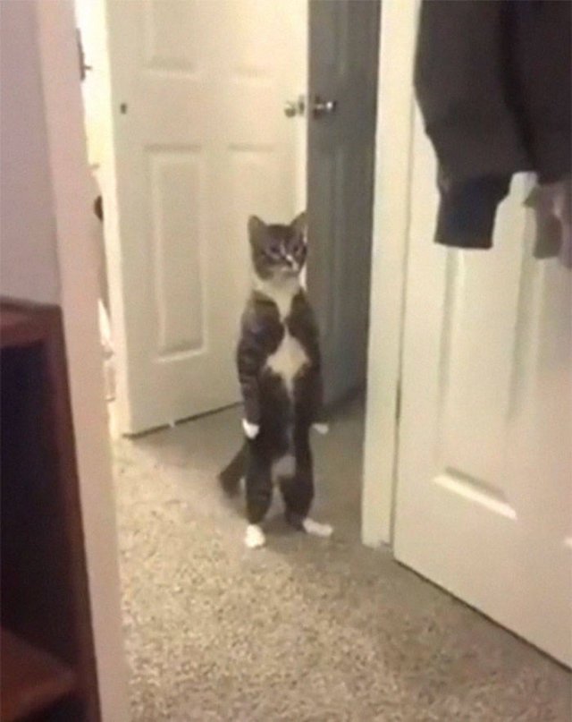 Brazen And Strange Cats (37 pics)