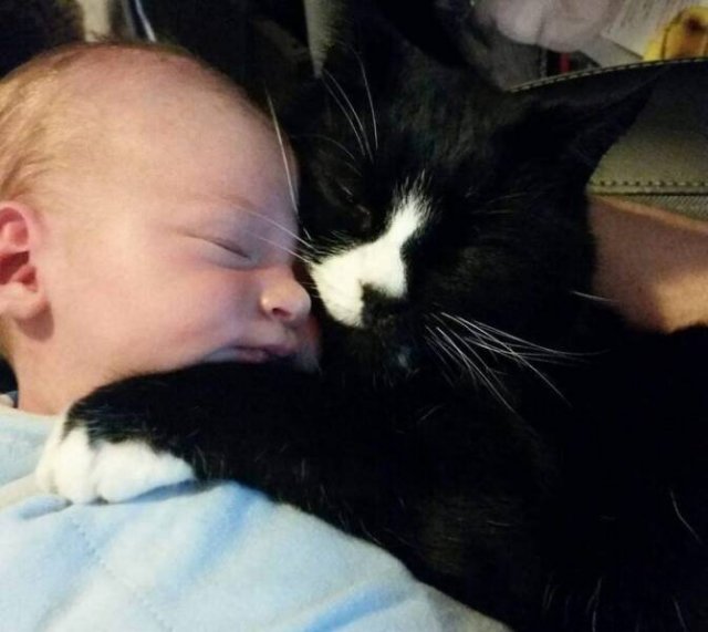 Cute And Caring Cats (40 pics)