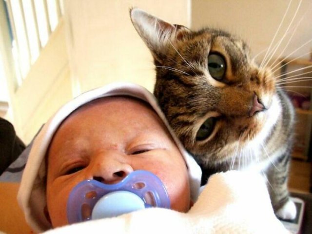 Cute And Caring Cats (40 pics)